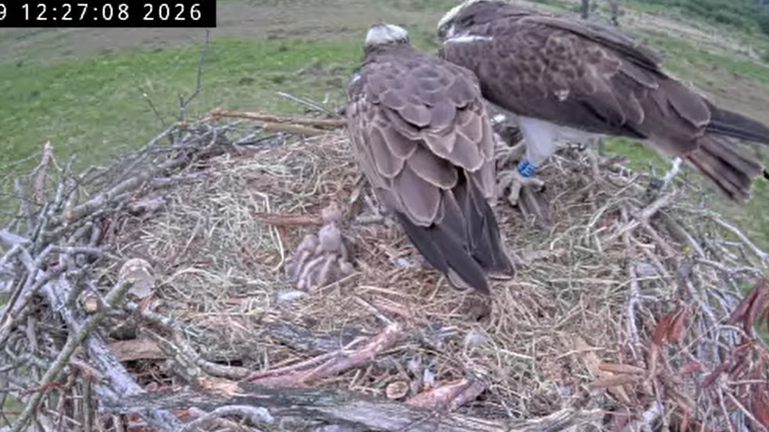 Foulshaw Ospreys tweet media