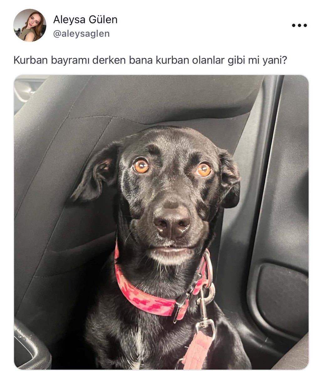 aleysaglen's tweet photo. badum tısss🥁🥳 https://t.co/FU0GXfujcv