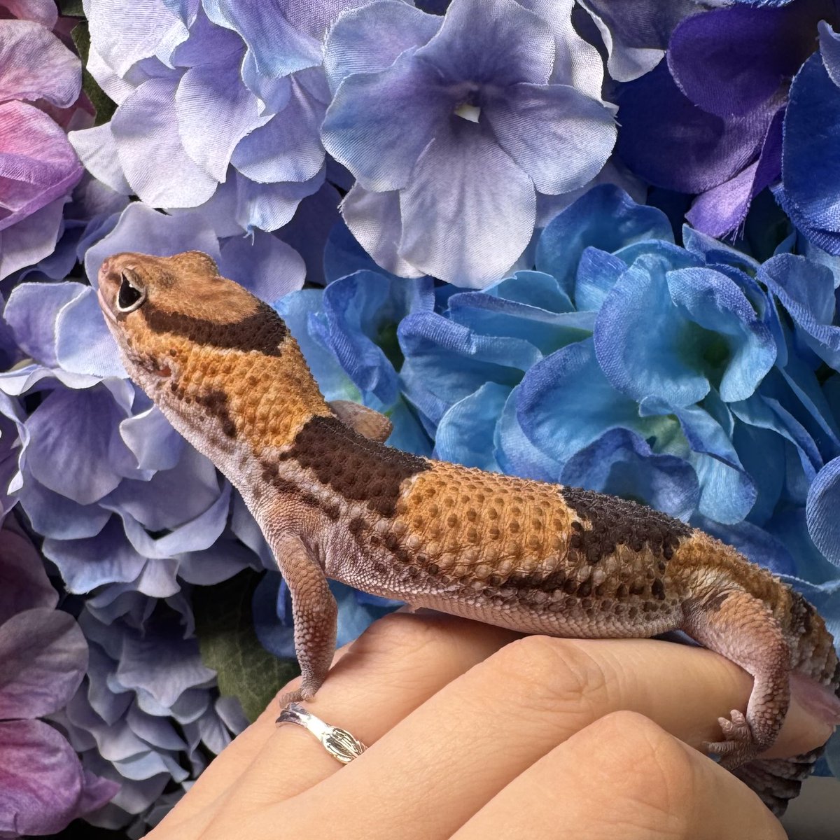 Leopa_A's tweet photo. 5月30日(土)の営業時間は12時〜16時です✨

📷ニシアフリカトカゲモドキ
ノーマルhetアメル

￥24800

もうすぐ1歳になる可愛い女の子です✨

お迎えしやすい価格帯の子なので、この機会にニシアフデビューはいかがでしょうか？

#ニシアフ #自家繁殖

中継販売も可能です✨
プロフィール固定の投稿(遠方販売・中継対応・提携店舗募集のお知らせ🙇‍♀️ )をご確認ください😊

〒547-0022
大阪府大阪市平野区瓜破東2-5-66   
1Fショップ  Reptino(レプティーノ)