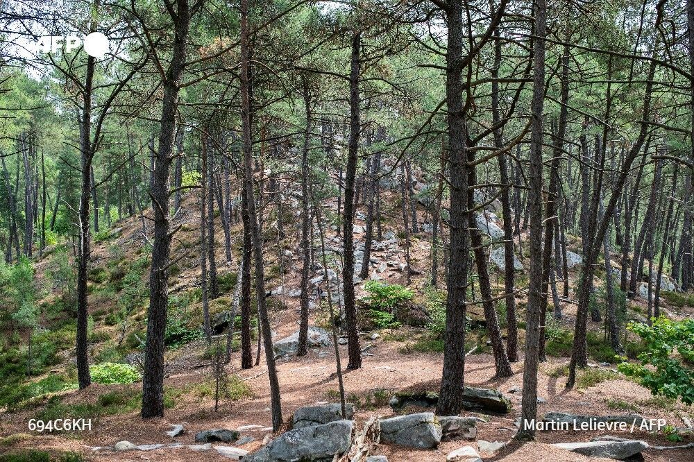 afpfr's tweet photo. Il est déjà mort mais ne le sait pas encore. Le chêne n°37 ne transpire plus et finira par tomber dans une forêt de Fontainebleau qui, comme tous les massifs français, souffre de la canicule et de sécheresses à répétition.

Reportage ➡️ https://t.co/2EXSJVRktm https://t.co/kHq8zX7hqK