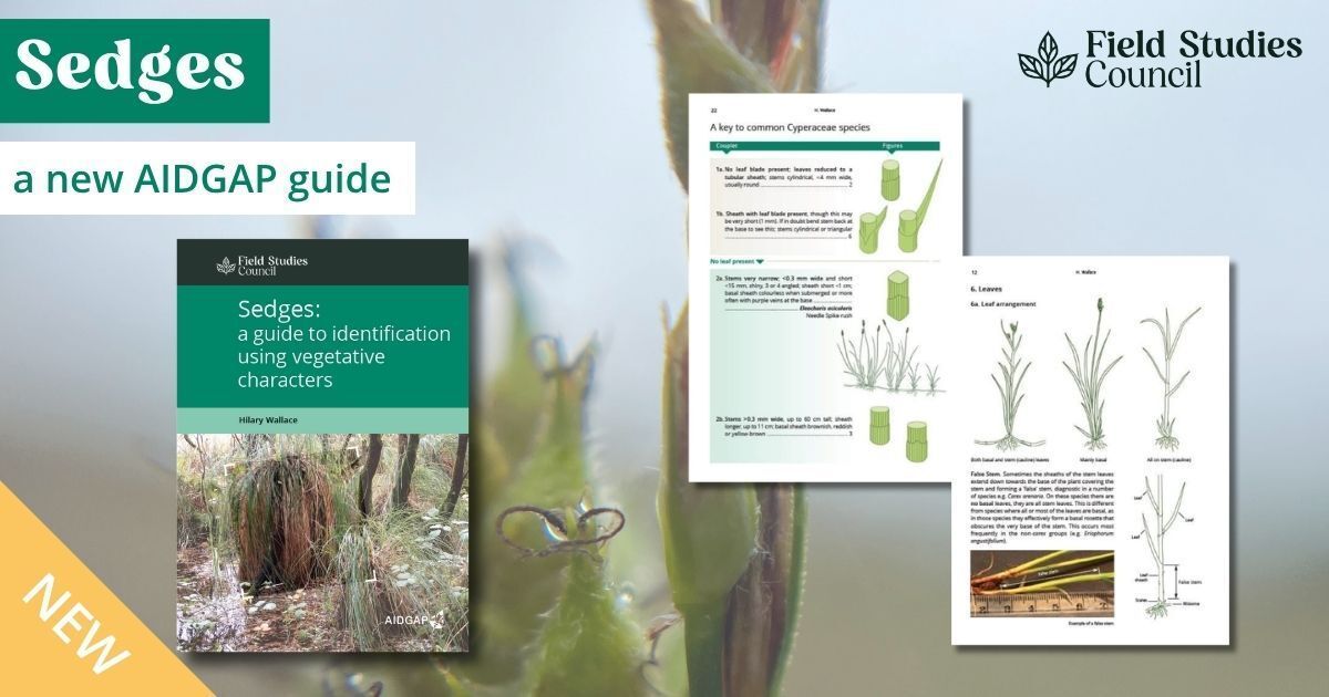 FieldStudiesC's tweet photo. Why does sedge identification matter? Sedges play a key role in habitat classification and can act as important indicator species across a range of environments. Accurate identification supports: 
🌾Habitat assessment 
🌾Ecological surveys 
🌾Conservation decision-making 

However, they are often seen as one of the more challenging plant groups to identify in the field. Our new Sedges guide has been developed to support ecologists and surveyors with clear, practical identification features. 

This is the last chance to get our new Sedges AIDGAP at a reduced price of £20 (regular RRP £25). UK mainland orders are also currently applicable for free postage on publication orders of £30 or more. 

Order before the end of the month for the offer price: https://t.co/yZQerUNUng