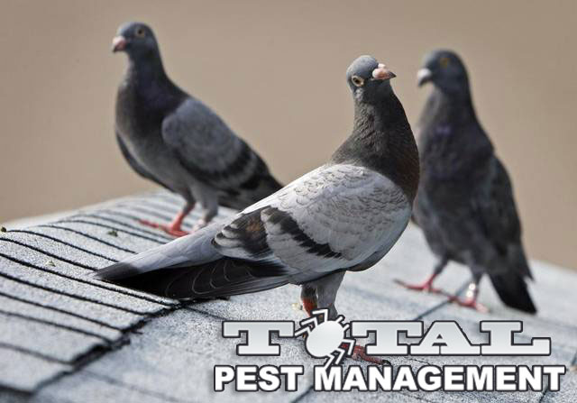 TotalPestManage's tweet photo. Pest birds, including pigeons, can damage your business. Their droppings, noises, and nests can be unsightly and smell foul. If you're dealing with a bird infestation on your commercial property, call Total Pest Management! https://t.co/gNvQED8x3E 

#pests #pestmanagement https://t.co/Xjc0ZMSVpK