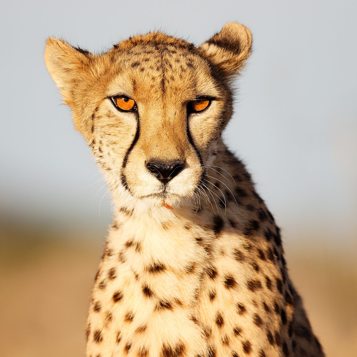 Discovery's tweet photo. Cheetah power ๐
๐ธ: Bernd Wesner
#cheetah #Africa #widllife https://t.co/xPNY9jj4hv