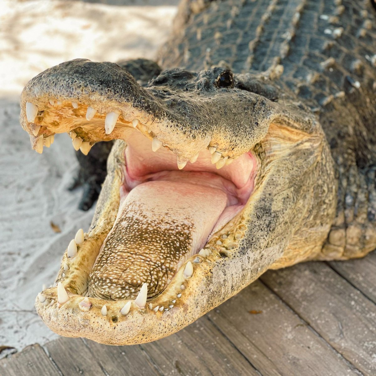 WildFlorida's tweet photo. There is a lot to love about alligators: their unique look, their powerful bite and even their resilience as a species. What do you love about alligators? #NationalAlligatorDay https://t.co/2pfdUoxbgb