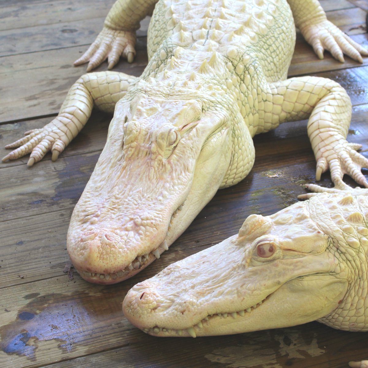WildFlorida's tweet photo. There is a lot to love about alligators: their unique look, their powerful bite and even their resilience as a species. What do you love about alligators? #NationalAlligatorDay https://t.co/2pfdUoxbgb