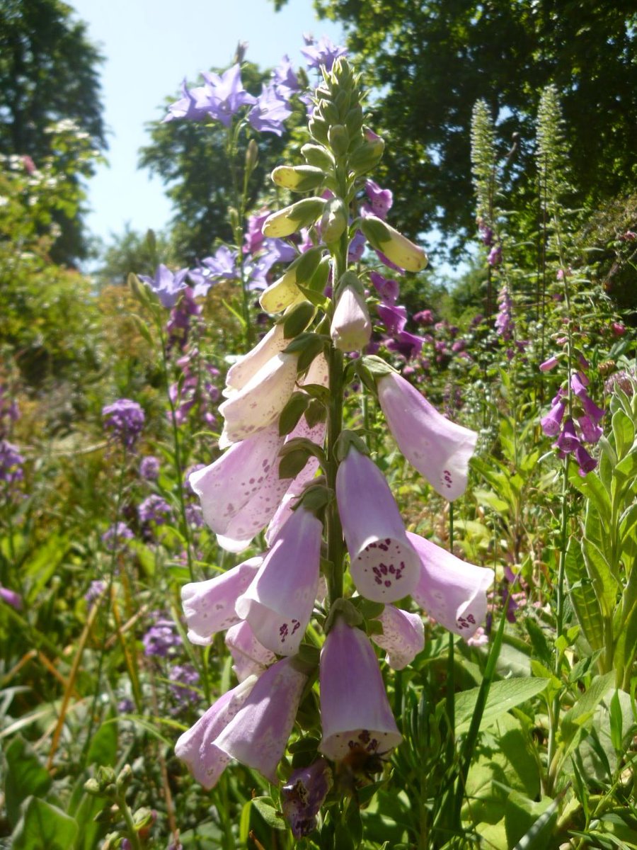 CommGdnsLondon's tweet photo. Cool foxglove on a hot day https://t.co/NwhDKmacHb