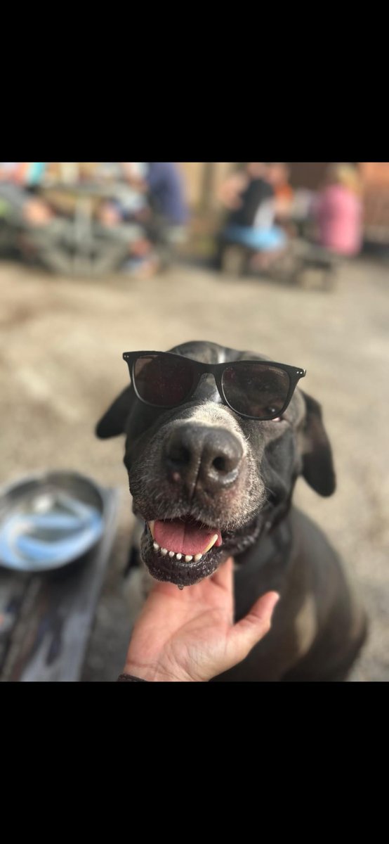 AllenWeso6's tweet photo. Been asked to post this ⬇️

Would anyone like a dog

He is 10 years old and unfortunately his owner isn’t well enough to keep him 

Cross with a lab and some sort of mastiff I think

Brilliant dog unfortunately if can't find a home will be put to sleep 😢

Please share https://t.co/zyEB5mY7ln