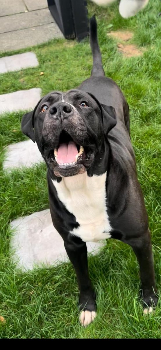 AllenWeso6's tweet photo. Been asked to post this ⬇️

Would anyone like a dog

He is 10 years old and unfortunately his owner isn’t well enough to keep him 

Cross with a lab and some sort of mastiff I think

Brilliant dog unfortunately if can't find a home will be put to sleep 😢

Please share https://t.co/zyEB5mY7ln