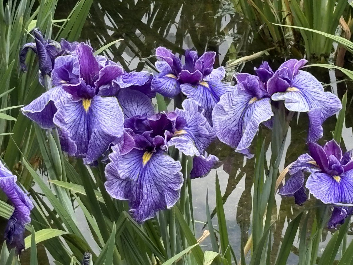 noki0219's tweet photo. 今日は友人と城北公園の菖蒲園に行って来ました
見頃の菖蒲が咲き誇り
目の保養になりましたわ https://t.co/dWT751CG8S