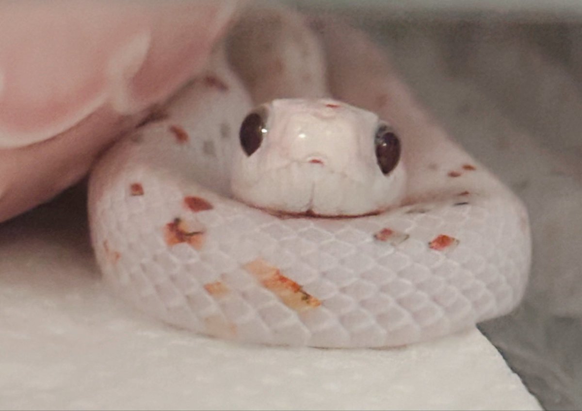 hebinotyuke's tweet photo. この野郎！！！！！！！！可愛い罪で逮捕👮🐍👮 https://t.co/T2CHGmC2Dt