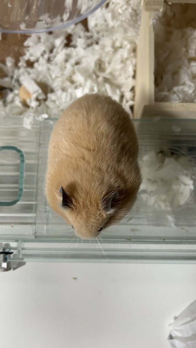 ぼんてん🐹 tweet media