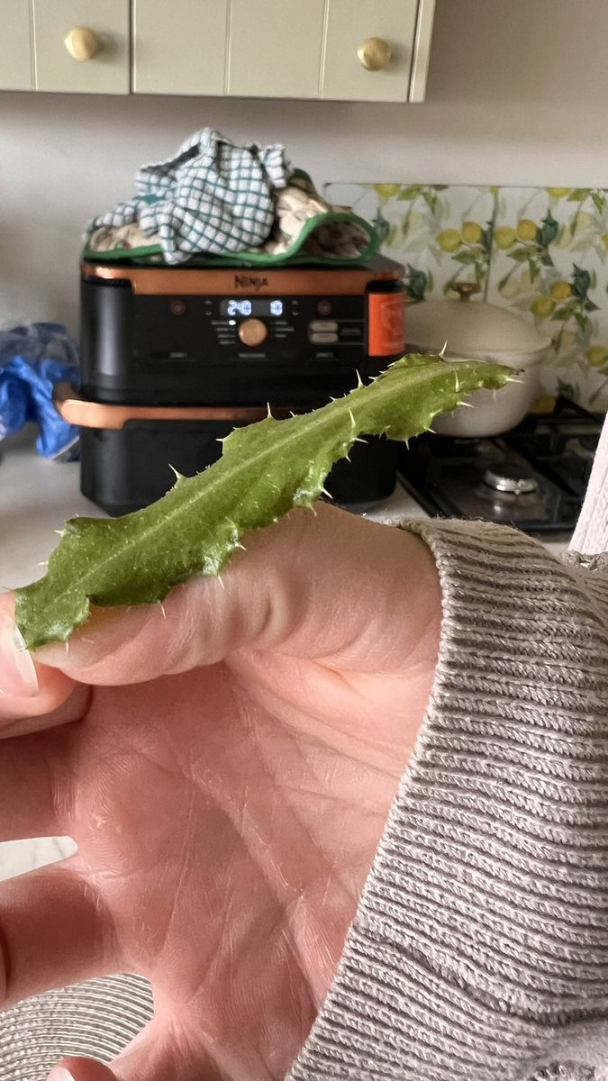 daniel_R_mail's tweet photo. Hey @AldiUK this is the second time this week we’ve found a spiky leaf in our crispy leaf salad. Might want to dial up the quality control as this is not exactly safe for consumption! https://t.co/9AwzW3xePz