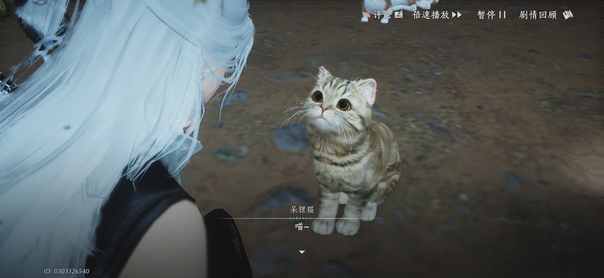 Rexlent's tweet photo. The stat says that this cat I chose is EVIL https://t.co/5f570lW4LA