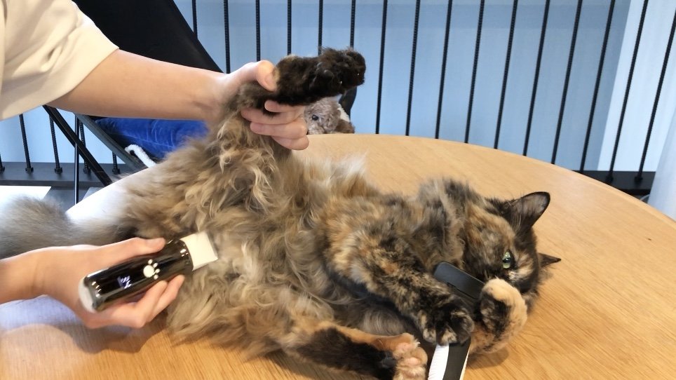 サビ猫三姉妹 tweet media