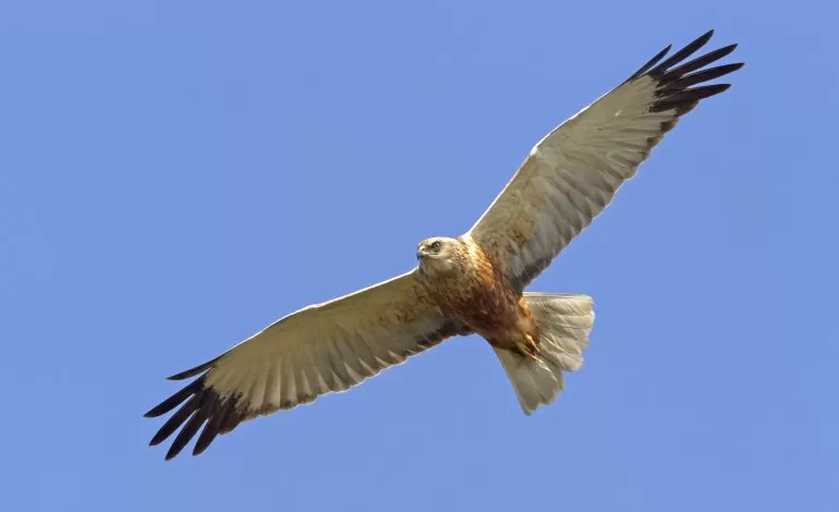 Traversetolo's tweet photo. Domenica 31 maggio, ore 17 Oasi naturalistica Cronovilla liberazione di alcuni rapaci tipici degli ambienti umidi e altri uccelli trovati feriti e  curati nel Centro di recupero Rifugio Matildico di San Polo d'Enza Ore 16 visita guidata gratuita degli osservatori. Foto A. Turri https://t.co/KRd8E2PARr