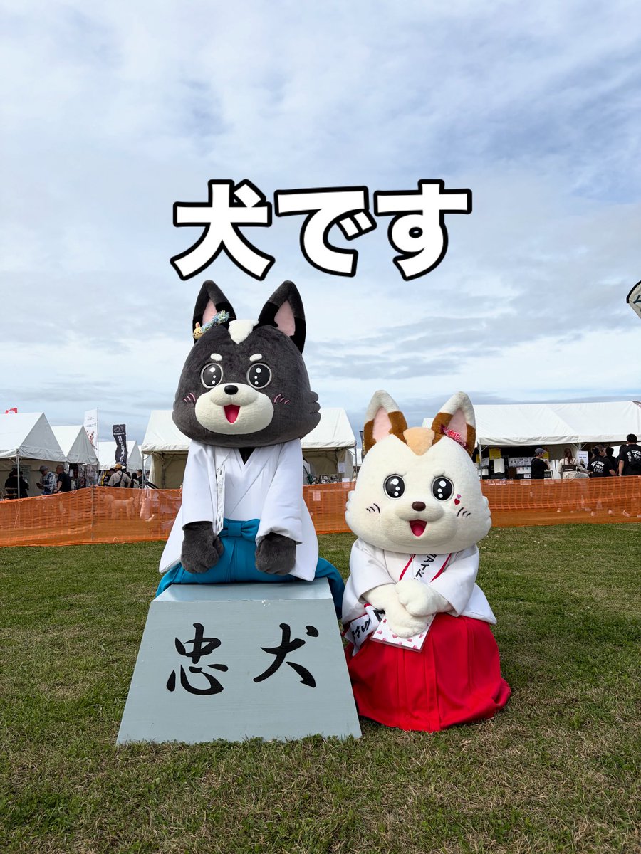 ShiroChan_fuku's tweet photo. このたび、シロちゃんの分身であるブラックシロちゃんが
『忠犬宣言』をいたしまして、日頃の行いを顧みずなにを言っているんだろうこのキャラクター部門男子自由形はと思っている金曜日の夜ですこんばんは！福島八幡宮アイドル犬シロちゃんです♪♪ワンワン🐾

そんなことよりこれを機に、いま一度皆さんに知ってもらわなきゃいけないなという点をおさらいしてみたいと思います♪♪

忠犬、アイドル犬、という言葉が出てきていることで
察しのいいみなさんはお気づきかと存じますが

シロちゃんとブラックシロちゃんはそう

🐕🐩🐕‍🦺🦮　犬です　🐩🐕‍🦺🐕🐕‍🦺

初対面のおともだちに言われるランキング

1位🥇猫ちゃん
2位🥈うさぎちゃん
3位🥉ワンちゃん

3 位 ！！ワンちゃん3位！！
由々しきっっっ☆

いいの、猫ちゃんもうさぎちゃんも大好きだし♪♪
間違われてても「かわいいー💖」って言ってくれる事実は変わらないし💕

ここを見てくれたみんなだけでも、シロちゃんとブラックシロちゃんてワンちゃんなんだね♪♪って覚えて帰ってね✨

なんでこんなことを言い出したかって？？

今日から認証マークがついて、長文も打ち込めるよ���になった記念だよ♪♪

#犬キャラ
#芝犬
#豆柴
#4位はキツネ
#福島八幡宮