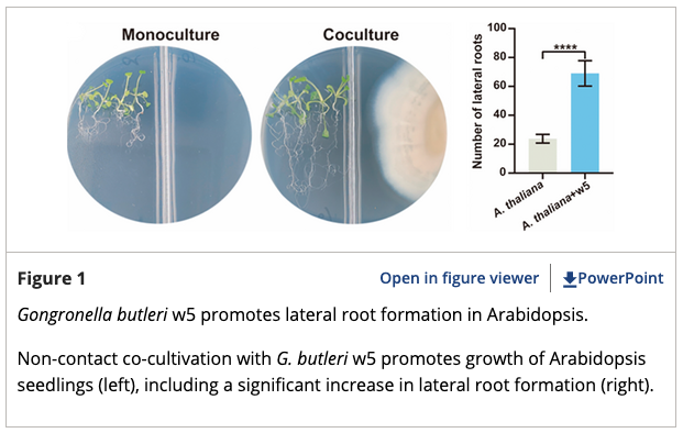ThePlantJournal's tweet photo. 🌟 𝐍𝐞𝐰 𝐑𝐞𝐬𝐞𝐚𝐫𝐜𝐡 𝐇𝐢𝐠𝐡𝐥𝐢𝐠𝐡𝐭 by Brian Mooney
🌱🍄
Friendly fungi: volatile compounds released during plant–fungal interaction stimulate plant growth
👉 https://t.co/rYptwRzmME

This highlight is about Fang et al.
👉  https://t.co/pvHidYJa8F. https://t.co/cD2LabH66h