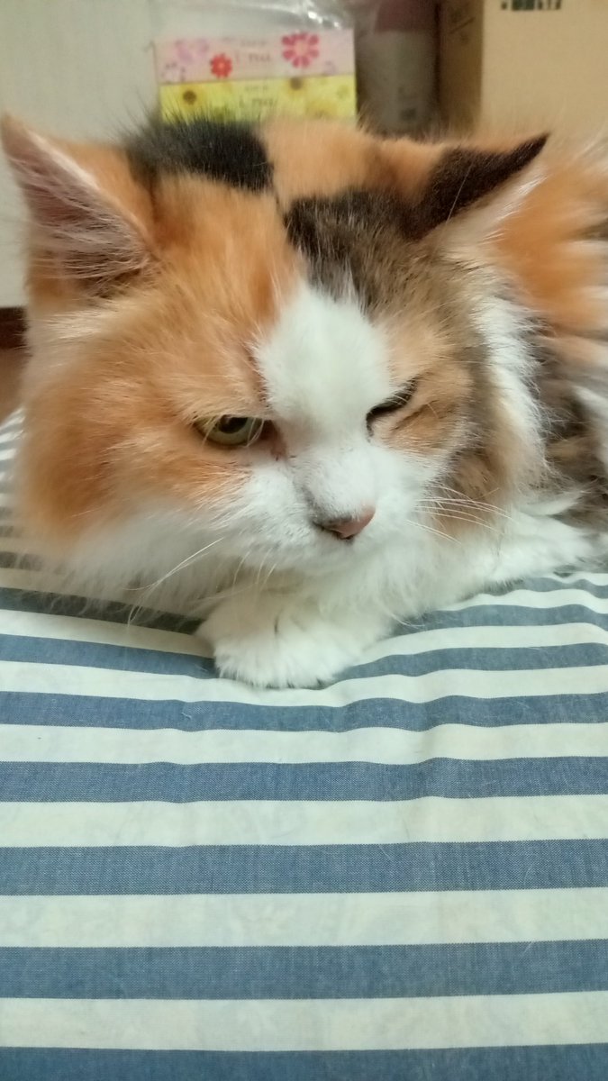 ねこにゃー🐱 (@nekonyaseven) / Posts / X
