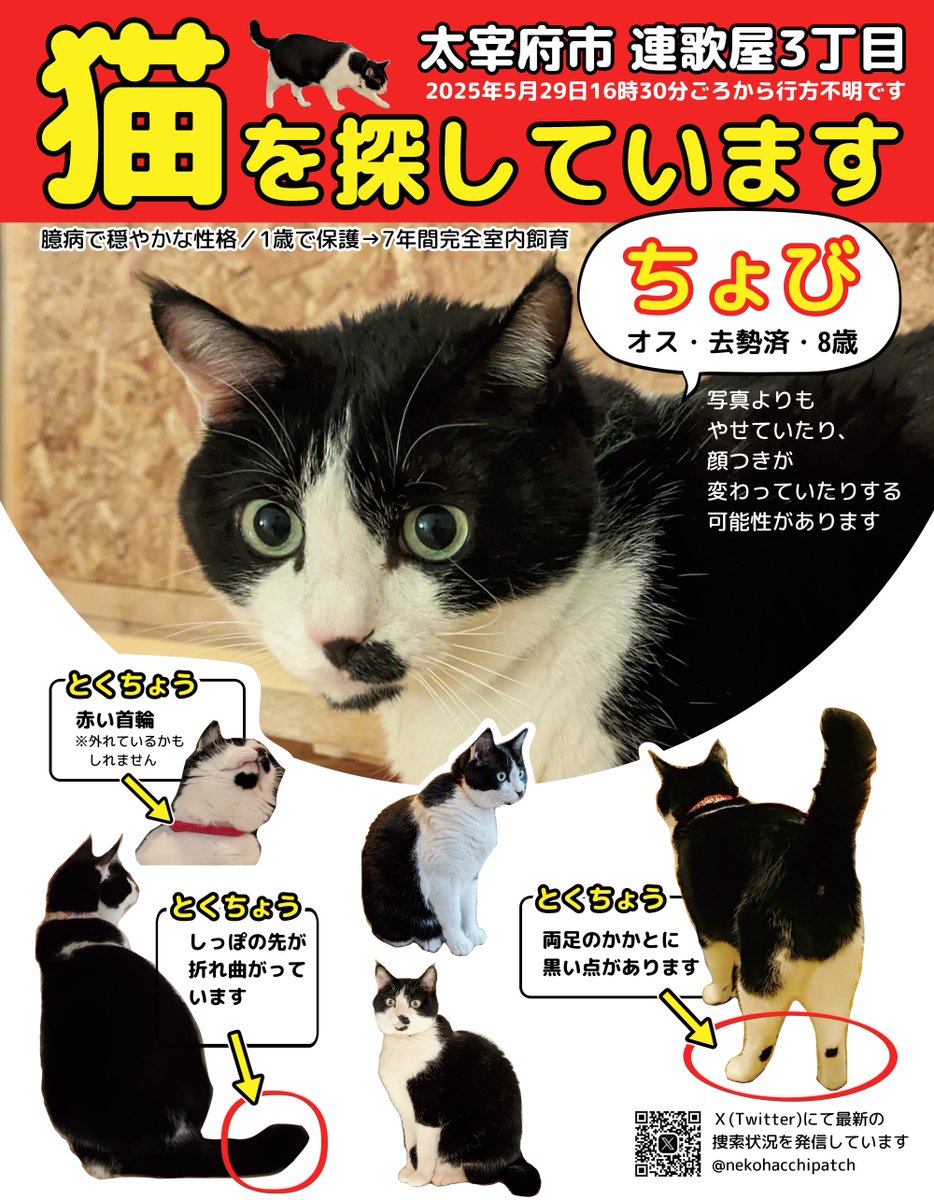 猫のちょびを探しています tweet media