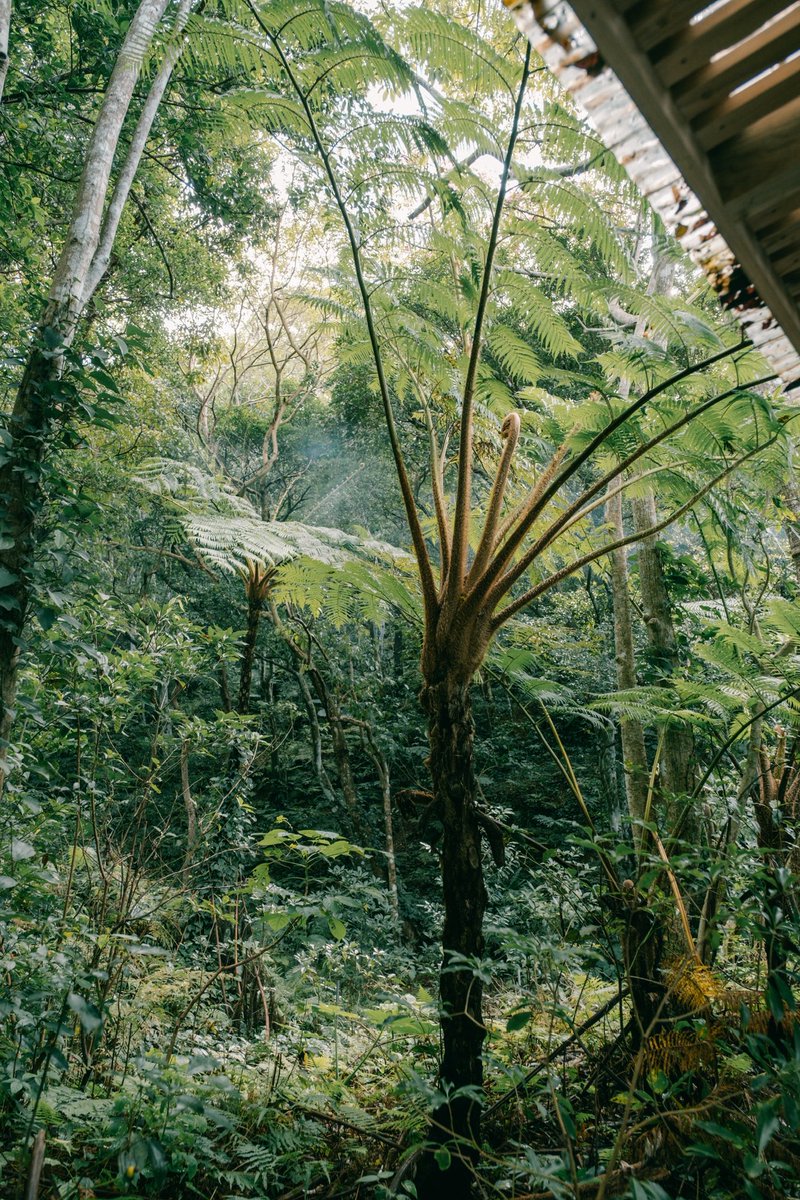 bunasauna's tweet photo. 【BUNA SAUNAから大切なお知らせ】
やんばる植物のウィスクについて
これまでBUNASAUNAでは、やんばる植物を使ったウィスクをご提供してきました。
植物と向き合う中で、今の採取量や関わり方が、森や植物にとって本当に心地よい距離なのかを考えるようになりました。そんな想いから、やんばる植物のウィスクは、一旦休止させていただきます。少しだけ物足りないかもしれませんがご理解宜しくお願い致します。
今は、花になり、種になって、芽吹く、その美しい景観をゆっくり楽しんでいきたいと思います。

先月から新しくフェイスクレイも体験いただけるようになりましたので、そちらもお楽しみくださいね。すごくおすすめです🌿
BUNASAUNAが届けたいのは、ウィスクそのものではなくて、サウナやこの土地の自然と向き合う二時間の中で、「楽しいなー」とか、「香りとか詳しくないでいけどいい香りだなー」とか、「サウナ詳しくないけど気持ちいいなー」とか、「幸せだなー」とか、「なんか、いいなー、好きだなー」とかそんな、日々の中でつい置き去りがちな大切な感覚と、少しでも向き合ってもらえたら嬉しいなと思いながら、日々営んでいます。
そう思わせちゃうエネルギーがここにはあるなーって僕は、感じます。

届けたいのは、案外そういう時間と感覚なんです。