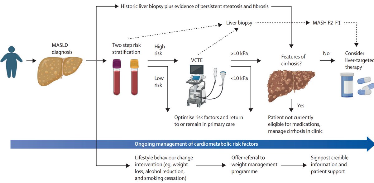 scottisaacsmd's tweet photo. A practical roadmap for MASH care: start with two-step noninvasive risk stratification, lifestyle intervention throughout, and reserve liver-targeted therapy for patients with F2–F3 fibrosis and no cirrhosis. 
https://t.co/cCM7B8Uz7A https://t.co/jzbppu8lOd