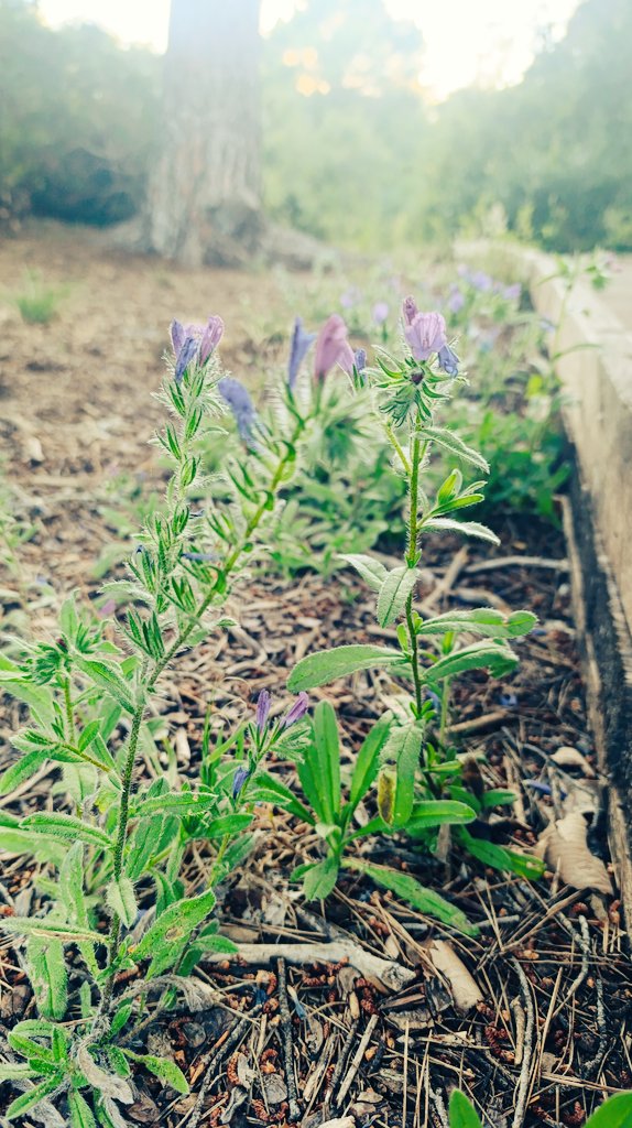 meerniverse's tweet photo. 🌿💚 https://t.co/IewB2Cgyqy