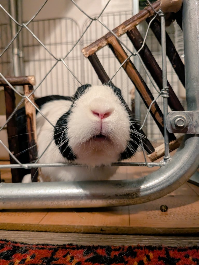 ebisu_rabbit's tweet photo. Good night
#ダッチ #うさぎ #rabbit https://t.co/K3k90EcrZV