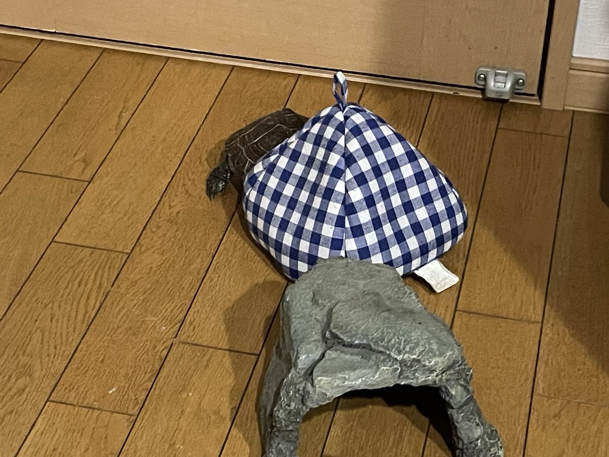 daik_5's tweet photo. なかなかカメの家買えなくて
我慢してもらっている https://t.co/aS3lt1ac53