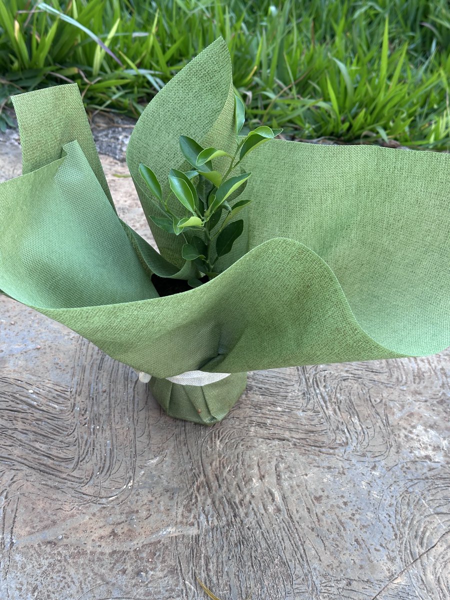 MaBridge_2018's tweet photo. At the celebration marking Israel’s Independence Day, we were honored with gifts of various fruit tree seedlings to plant as a symbol of growth and friendship. This is the mandarin tree I received. I sincerely thank #Israel for this thoughtful gesture. @AmbEinatWeiss https://t.co/8OvXkhjUch