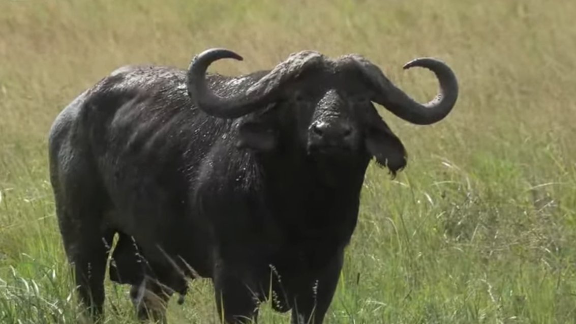 myrtleSC1's tweet photo. Handsome looking chap 😉 #wildearth https://t.co/f8h847Mu57