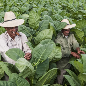 JuannCarlosGG's tweet photo. El tabaco cubano es tradición y excelencia. Una felicitación a los trabajadores tabacaleros; a todos los que, desde el surco, intervienen en los diferentes momentos del proceso de creación de los habanos. https://t.co/nTTdGdDTTo