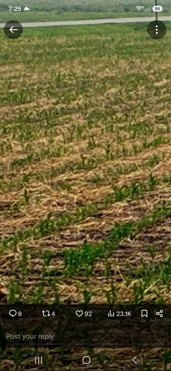 BaerView's tweet photo. @jasonmauck1 Maybe its just the photo? But from the photo, this looks like uneven emergence. https://t.co/LTZtHdjR2f