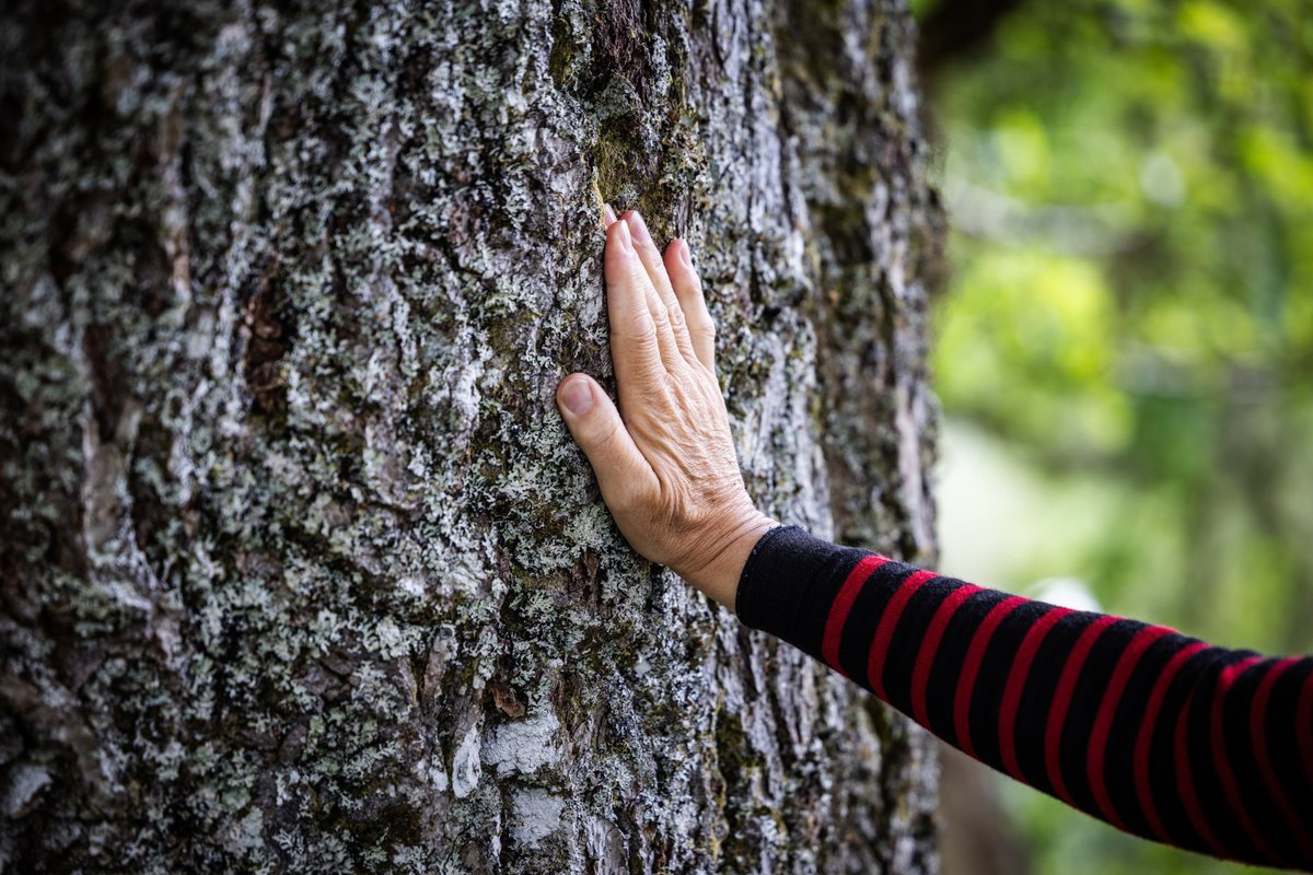 Trees for Life tweet media
