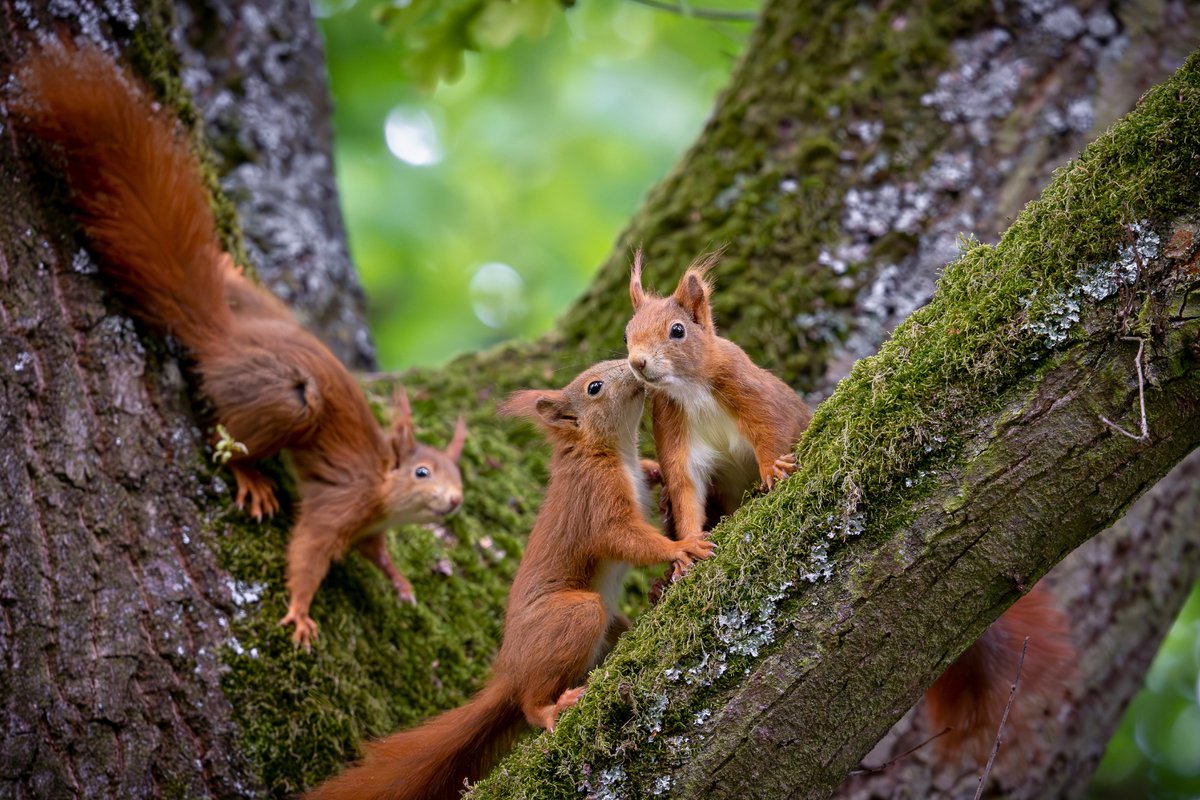 Trees for Life tweet media