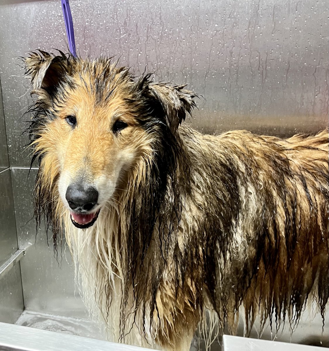 SamRow101's tweet photo. #Collie Benno Bear wurde heute durch baden, blowern und bürsten von einer enormen Menge Unterwolle befreit. Hobbitfüße, Kackischneise und luftige Bauchschur inklusive. Wie immer ein etwas sturer, aber trotzdem braver Bub! 🥰
#colliefriseurin #hundefriseurin https://t.co/3TjuKwR1PS