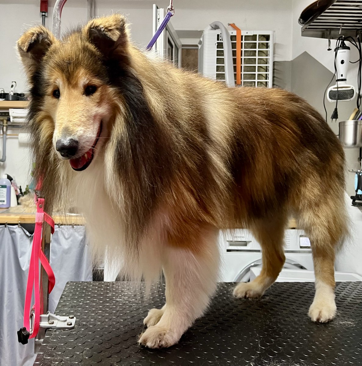 SamRow101's tweet photo. #Collie Benno Bear wurde heute durch baden, blowern und bürsten von einer enormen Menge Unterwolle befreit. Hobbitfüße, Kackischneise und luftige Bauchschur inklusive. Wie immer ein etwas sturer, aber trotzdem braver Bub! 🥰
#colliefriseurin #hundefriseurin https://t.co/3TjuKwR1PS