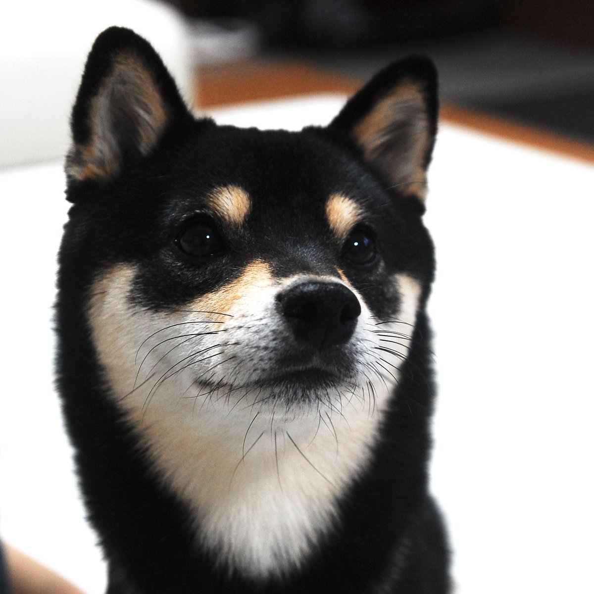 黒豆柴のサスケ tweet media