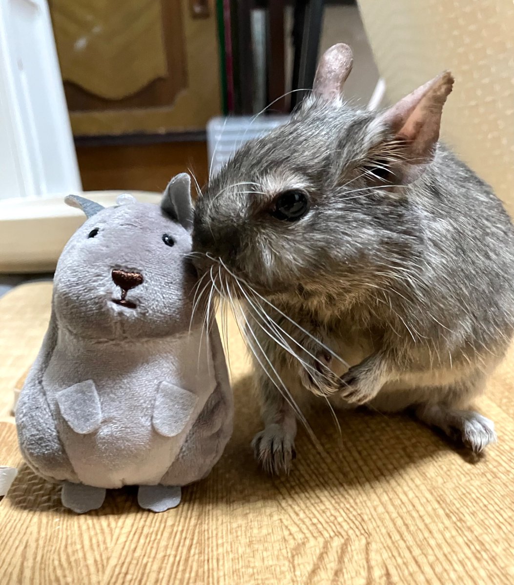 らとでぐ tweet media