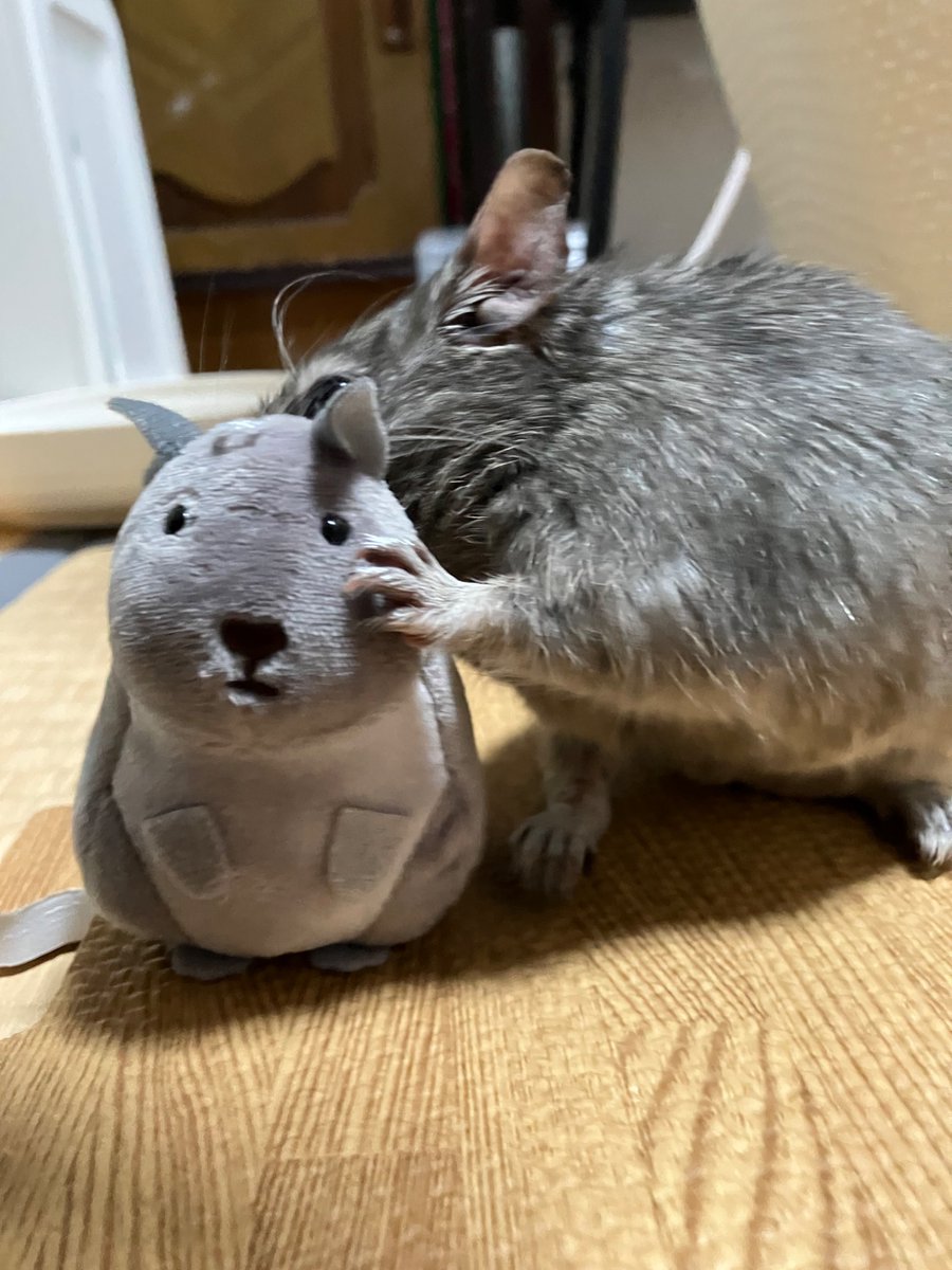 らとでぐ tweet media