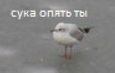 pur_sanechka's tweet photo. Дотторе: /только сошел на пристань в Порт-Ормос/
Весь Сумеру: https://t.co/Q6RopAn0ZG