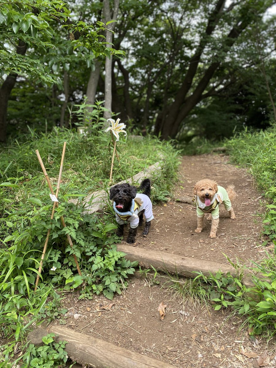 n___z's tweet photo. @kaori5388 元気出すワン🐶 https://t.co/cw6MCAMjpt