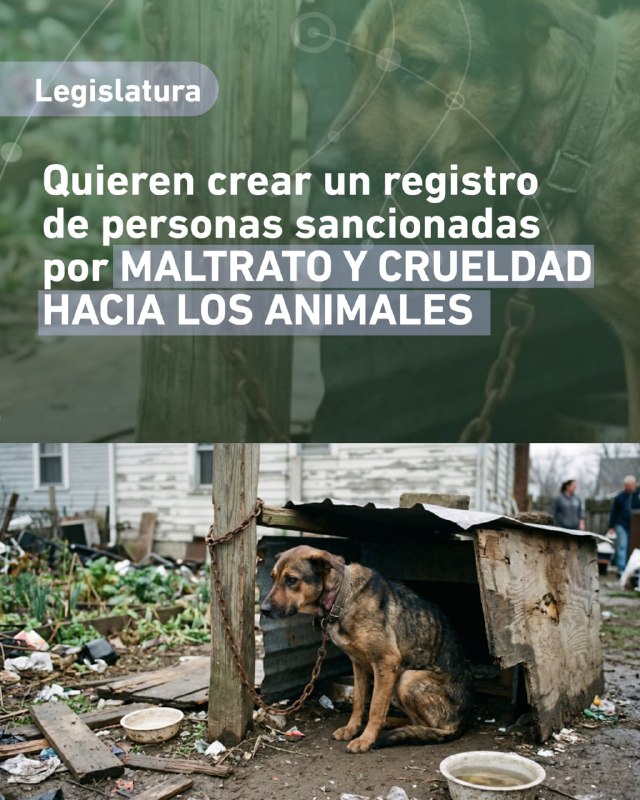 LegislaturaRN's tweet photo. Un proyecto legislativo propone crear en Río Negro un registro de personas sancionadas o condenadas por maltrato y crueldad animal, incorporando capacitaciones obligatorias y medidas de prevención.

https://t.co/Bxqq6wKe3I https://t.co/0FETIddQXw