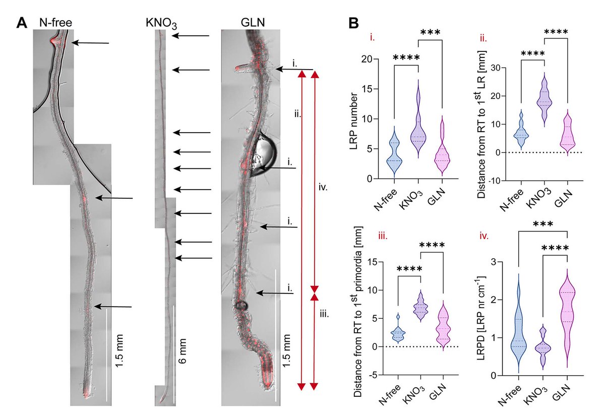 PPLplantarum's tweet photo. How do different N sources shape Arabidopsis thaliana root system architecture, metabolism and hormone dynamics?
@pariba08 @plantspps 

Read more https://t.co/eK9uPw1b9M https://t.co/7EktG1o48N