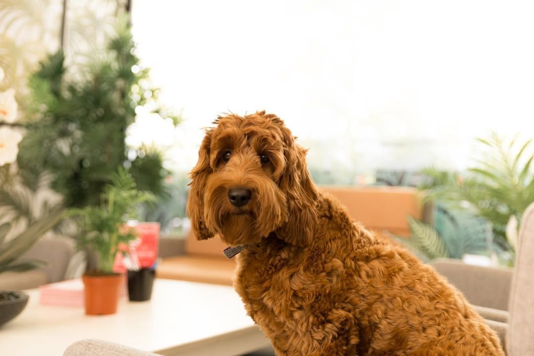 headspacegroup's tweet photo. Dog-friendly office space! What's not to love? 🐶🐕🐩🐾 #officespace #offices #flexibleworkspace #coworkingspace #coworking https://t.co/lg2jM5m2h6