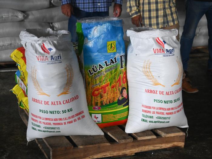 Granma_Digital's tweet photo. 🇨🇺🇻🇳🌾| En Cuba crece un arroz con raíces de amistad verdadera.

📌Miguel Díaz-Canel Bermúdez visitó, en la provincia de Pinar del Río, la Empresa Agroindustrial de Granos Los Palacios, escenario de una experiencia colaborativa entre la Isla y la hermana nación de Vietnam. https://t.co/tFdJA7ZQg5