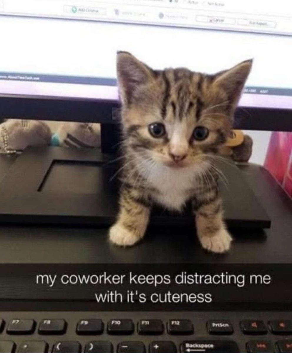 smol silly cat tweet media
