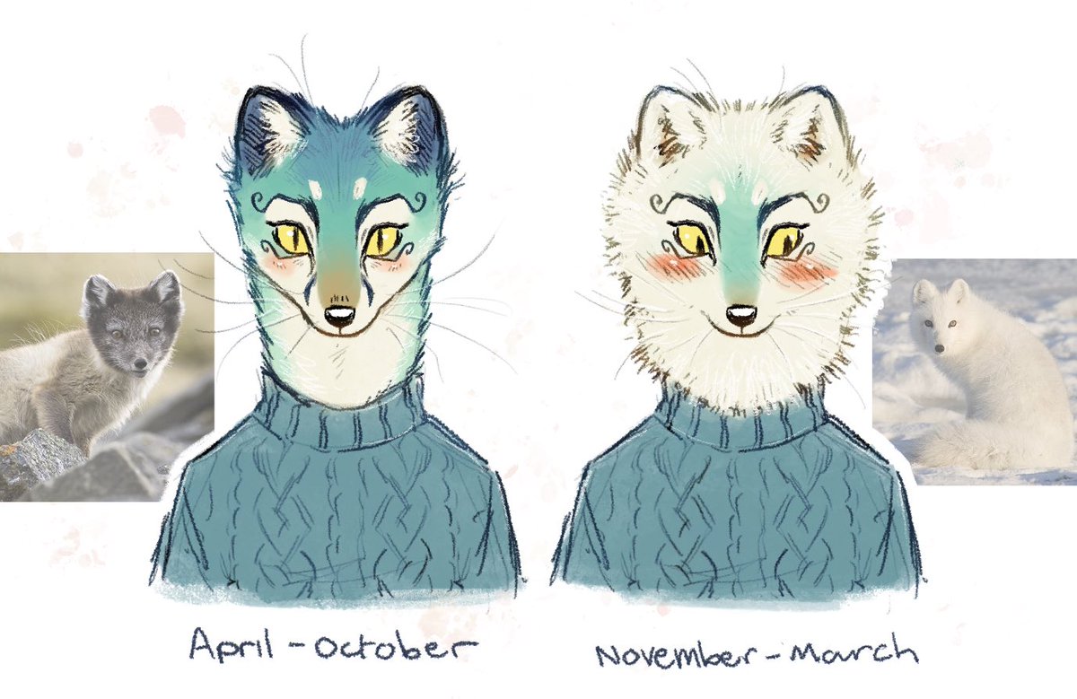Lutraviolet's tweet photo. do u think since haiper is an arctic fox that he has seasonal coats https://t.co/bw94AyF6ip