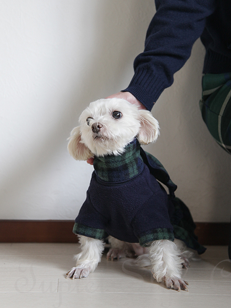 peace_bucho's tweet photo. 何年も檻の中に入れられ、仔犬だけ産まされて汚い環境で生きてきたロッティーちゃん。
諦めたような眼をしていた子が　トイレも覚え、おイモ🍠欲しさにお手もできるようになりました。

とっても頑張った、可愛いロッティーの記録。☺️
会いたいな。🥲
#秘密結社老犬倶楽部天国支部 https://t.co/cUadWkLTcV