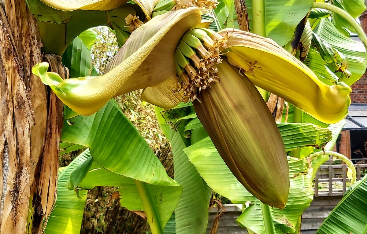 BeckGra's tweet photo. Banana Plant update: 3 days after the last photos. The flower is getting fuller. The Bananas are quite evident (bigger than last year). 
#bananaplants #bananas #floweringplants #backgarden #hull https://t.co/yYifmsrRtB
