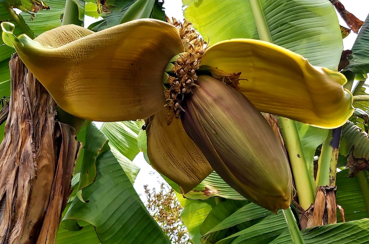 BeckGra's tweet photo. Banana Plant update: 3 days after the last photos. The flower is getting fuller. The Bananas are quite evident (bigger than last year). 
#bananaplants #bananas #floweringplants #backgarden #hull https://t.co/yYifmsrRtB